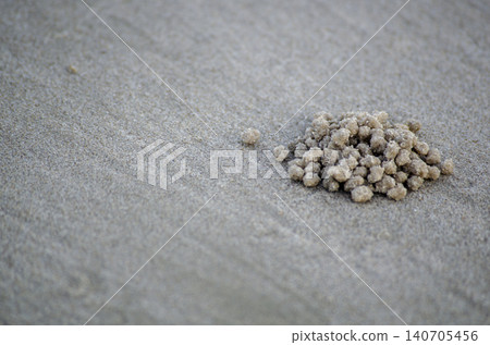 Small cluster of seashell fragments gathered on sandy beach surface highlighting natural coastal textures and details Small cluster of seashell fragments gathered on sandy beach surface highlighting natural coastal textures and details 140705456