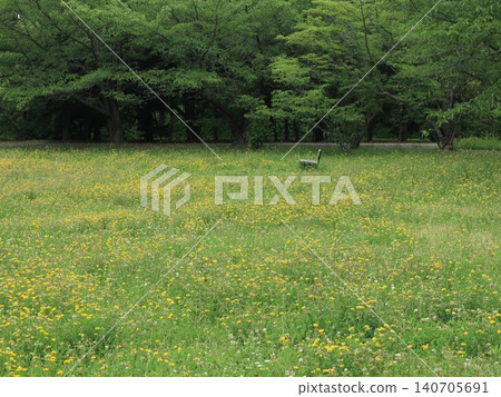 Nishijin Central Park, a field of dandelions Nishijin Central Park, a field of dandelions 140705691