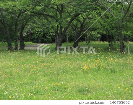 西陣中央公園,一片蒲公英田 西陣中央公園,一片蒲公英田 140705692