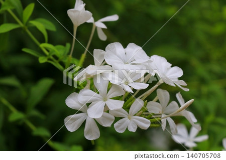 White Ruri Matryu flower White Ruri Matryu flower 140705708