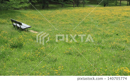 西陣中央公園,一片蒲公英田 西陣中央公園,一片蒲公英田 140705774