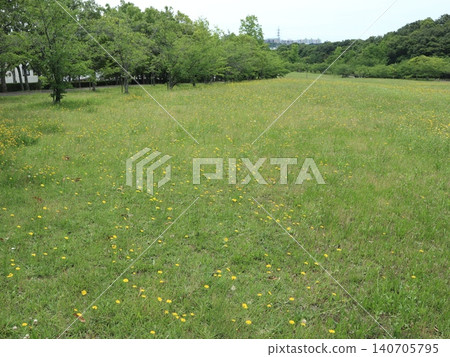 西陣中央公園，一片蒲公英田 140705795