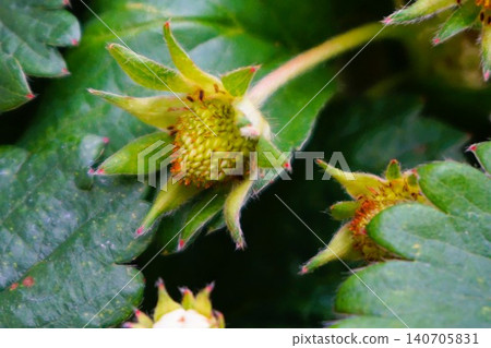 Dolceberry Strawberries (Strawberries) - Home Garden Dolceberry Strawberries (Strawberries) - Home Garden 140705831