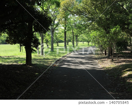 西陣中央公園,一片蒲公英田 西陣中央公園,一片蒲公英田 140705845
