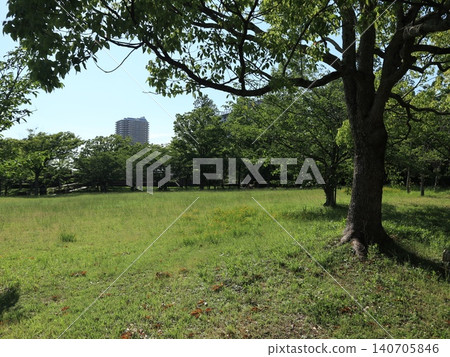 西陣中央公園,一片蒲公英田 西陣中央公園,一片蒲公英田 140705846