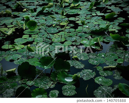 Lotus leaves and raindrops spread across a lotus pond after the rain | A tranquil scene of early summer Lotus leaves and raindrops spread across a lotus pond after the rain | A tranquil scene of early summer 140705888