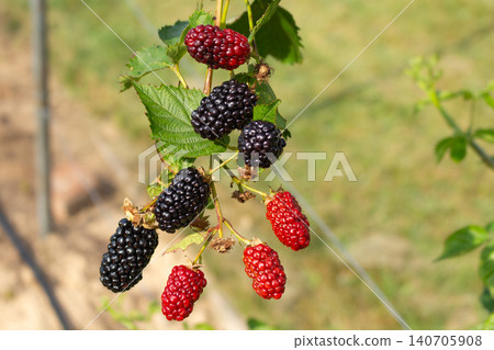 Close-up of large ripe black and red unripened blackberries growing on a branch in the garden Close-up of large ripe black and red unripened blackberries growing on a branch in the garden 140705908