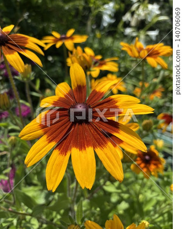 黃花 黃花 140706069