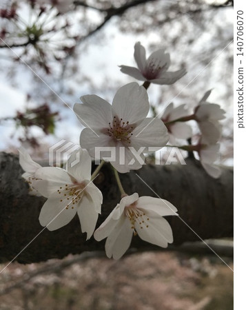 櫻花 櫻花 140706070