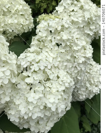 Hydrangea Hydrangea 140706071