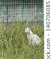 Domestic goat 140706085
