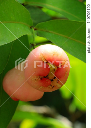 紅潤成熟的玫瑰蘋果 紅潤成熟的玫瑰蘋果 140706100