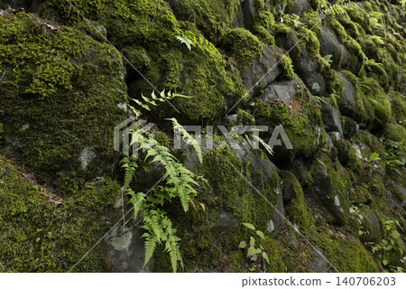 Moss-covered stone walls of Komoro Castle, Komoro City, Nagano Prefecture Moss-covered stone walls of Komoro Castle, Komoro City, Nagano Prefecture 140706203
