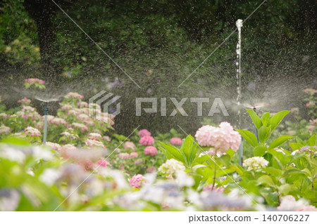 噴泉和繡球花 140706227