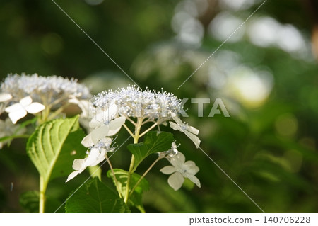 藍色的花 140706228
