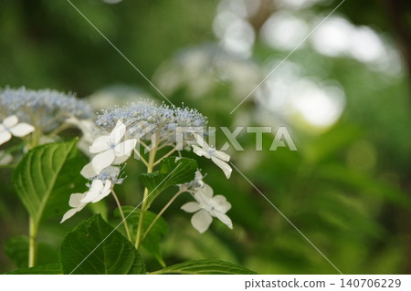 白色Hakuji繡球花 白色Hakuji繡球花 140706229