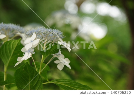 繡球花 繡球花 140706230
