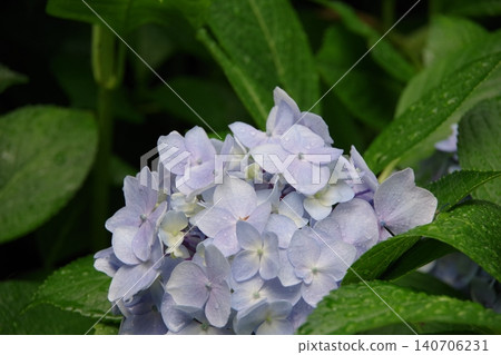 Hydrangea Hydrangea 140706231