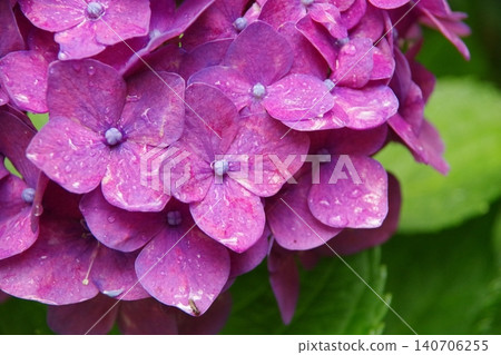 pink hydrangea wet in the rain pink hydrangea wet in the rain 140706255