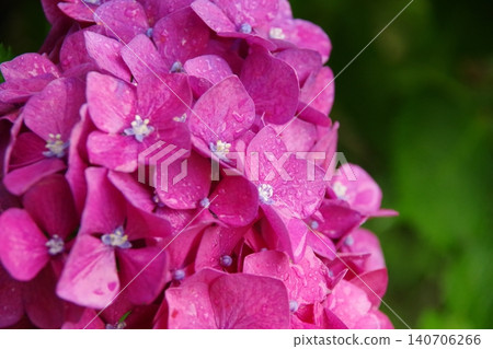 pink hydrangea wet in the rain 140706266