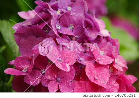 繡球花在雨中濕 繡球花在雨中濕 140706281
