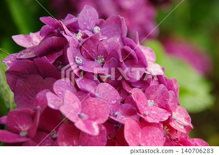 Hydrangea wet in the rain Hydrangea wet in the rain 140706283