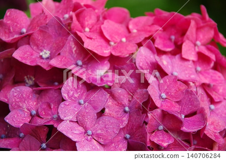 pink hydrangea wet in the rain 140706284