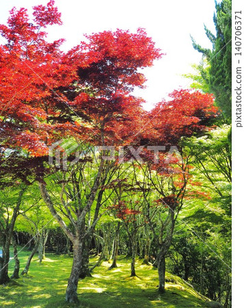 靜岡縣：五月，楓葉紅綠相間，景色迷人。 140706371