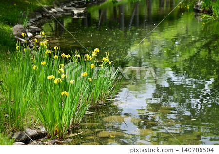 The scene of Nakajima Park in Sapporo, Hokkaido, Japan. The scenery of Nakajima Park in summer. A japanese garden and a decent public park in Japan. Nature and Travel scene. The scene of Nakajima Park in Sapporo, Hokkaido, Japan. The scenery of Nakajima Park in summer. A japanese garden and a decent public park in Japan. Nature and Travel scene. 140706504