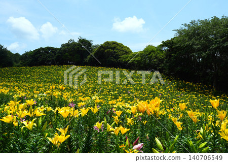 Kasui Lily Garden, Fukuroi City Kasui Lily Garden, Fukuroi City 140706549