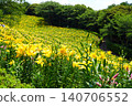 Kasui Lily Garden, Fukuroi City 140706552