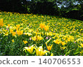 Kasui Lily Garden, Fukuroi City 140706553