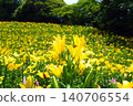 Kasui Lily Garden, Fukuroi City 140706554