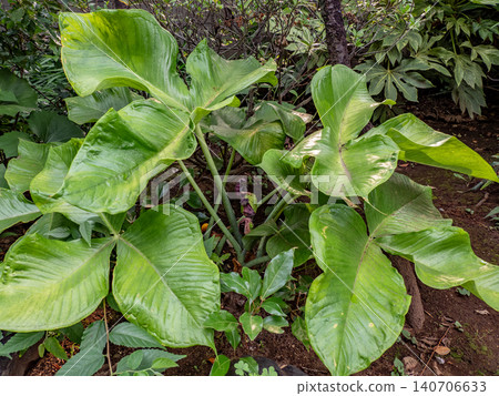 A full view of a Musashiabumi plant bearing fruit. 140706633