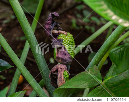 Musashi Asami Fruit Musashi Asami Fruit 140706634