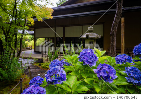 Hydrangeas glistening in the rain at Ichijo Eikan Villa, and a landscape overflowing with Japanese charm. Hydrangeas glistening in the rain at Ichijo Eikan Villa, and a landscape overflowing with Japanese charm. 140706643