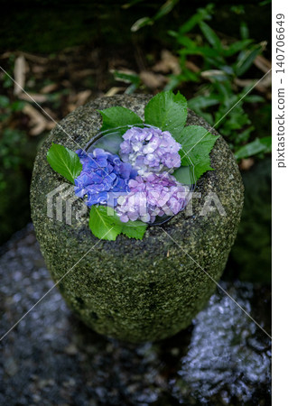 Hydrangeas glistening in the rain at Ichijo Eikan Villa, and a landscape overflowing with Japanese charm. 140706649