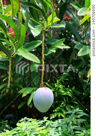 Mango becoming a tree Mango becoming a tree 140706680