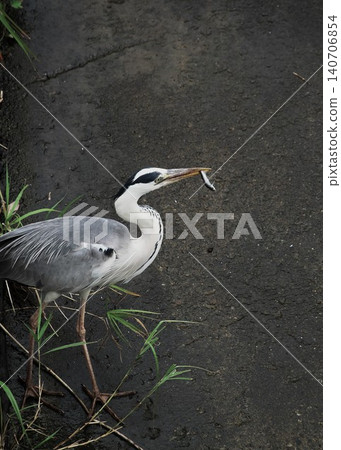 A grey heron catches a small fish for food. A grey heron catches a small fish for food. 140706854