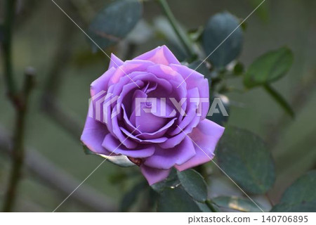 Purple rose Purple rose 140706895