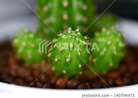 Cactus Chamaelobivia Cactus Chamaelobivia 140706972