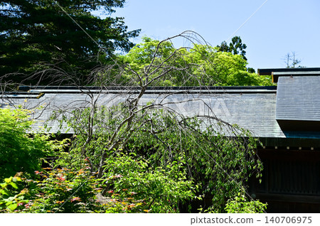 Low angle of the tree against the blue sky background. Full of tree branches and tree green leaves. Looking up to the trees. Nature concept. Tree background. Low angle of the tree against the blue sky background. Full of tree branches and tree green leaves. Looking up to the trees. Nature concept. Tree background. 140706975