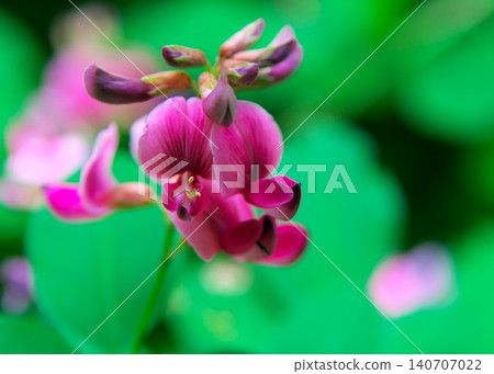 玫瑰花了 玫瑰花了 140707022