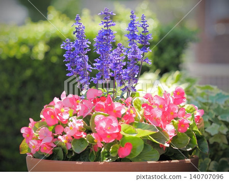 A mixed planting of begonia and blue salvia A mixed planting of begonia and blue salvia 140707096