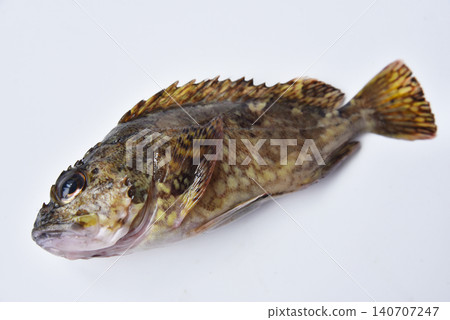 蝎子魚 蝎子魚 140707247
