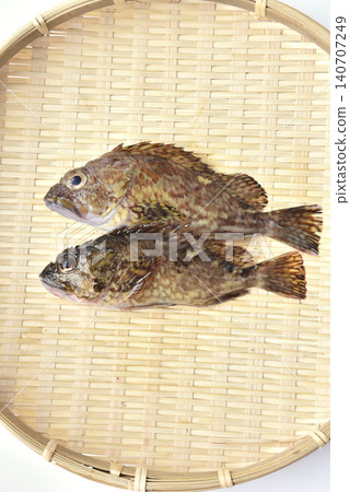 Scorpion fish Scorpion fish 140707249