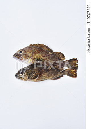 Two rockfish Two rockfish 140707261