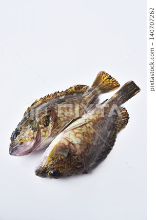 白色背景上的石斑魚 白色背景上的石斑魚 140707262