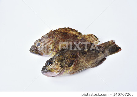 蝎子魚 蝎子魚 140707263