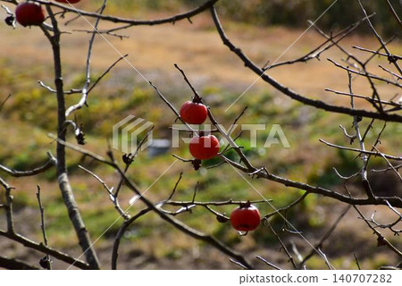 Persimmon tree Persimmon tree 140707282